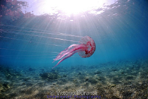 Jellyfish Pelagia noctiluca by Vittorio Durante 